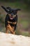 Rottweiler puppy runs in a sand pit