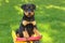 Rottweiler Puppy Sitting in a Toy Dump Truck