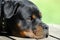 Rottweiler resting