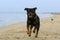 Rottweiler running on the beach