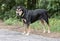 Rottweiler Shepherd mixed breed dog outside on leash