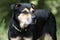 Rottweiler Shepherd mixed breed dog outside on leash