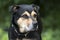 Rottweiler Shepherd mixed breed dog outside on leash