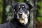 Rottweiler Shepherd mixed breed dog, pet rescue adoption photography