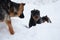 Rottweiler shetland sheepdog and german shepherd playing in snow