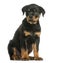 Rottweiler sitting