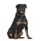 Rottweiler sitting in front of white background