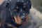 Rottweiler with snowflakes on the face