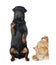 Rottweiler and spitz