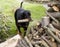 Rottweiler stacking wood