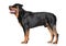 Rottweiler standing