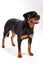 Rottweiler standing on white background.