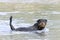 rottweiler swimming in river