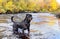 rottweiler swimming in river