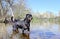 rottweiler swimming in river