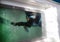 Rottweiler  swimming in a swimming pool