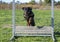 Rottweiler training for jumping