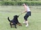 rottweiler training for obedience