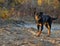 Rottweiler Walk Autumn Fall Sunset