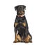 Rottweiler wearing a ping dog collar, sitting