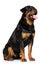 Rottweiler on a white background