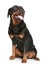 Rottweiler on a white background