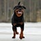 A Rottweiler that during the winter in Sweden runs on an ice-covered lake