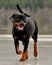 A Rottweiler that during the winter in Sweden runs on an ice-covered lake