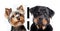 Rottweiler and Yorkshire Terrier dogs isolated on transparent PNG background