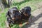 Rottweilers. Two dogs on leashes tied to a tree trunk. Male and