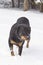 Rotweiler standing in snow