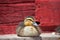 Rouen duck resting