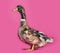 Rouen duck standing against pink background