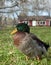 Rouen Duck Standing in the Barn Yard