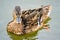 Rouen duck swimming on the lake, close-up