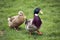 ROUENNAIS DUCK, A FRENCH BREED FROM NORMANDY, MALE AND FEMALE