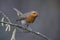 ROUGE GORGE erithacus rubecula