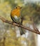 ROUGE GORGE erithacus rubecula