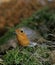 ROUGE GORGE erithacus rubecula