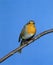 ROUGE GORGE erithacus rubecula