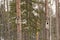 Rouge rural birdhouse on the tree in finland forest