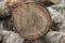 Rough aged wood textured tree rings. Black and white cut tree slice isolated on white showing age and years