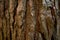 Rough bark of pine tree. Segmented surface of evergreen coniferous tree skin. Close up image.