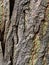 Rough bark wood texture of Caucasian Walnut tree, also called Caucasian Wingnut