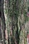 Rough bark wood texture of Caucasian Walnut tree, also called Caucasian Wingnut