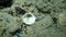 Rough cockle or tuberculate cockle, Moroccan cockle (Acanthocardia tuberculata) undersea, Aegean Sea