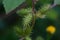 Rough cocklebur ( Xanthium occidentale ) fruits. Asteraceae annual plants.