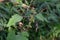 Rough cocklebur ( Xanthium occidentale ) fruits. Asteraceae annual plants.