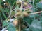 Rough cocklebur & x28; Xanthium strumarium & x29; on garden, Seed are medicinal