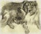 Rough Collie